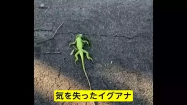 寒さでイグアナが気を失い相次いで落下…アメリカで歴史的寒波　アルゼンチン・パタゴニア山火事で数千人避難…消防士不足「給料低すぎる」