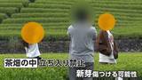 「茶畑内に無断立ち入り、落書きやポイ捨ても　絶景スポットの茶園で観光客の迷惑行為　地元住民「ごみがぶん投げてある」」の画像1