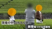 茶畑内に無断立ち入り、落書きやポイ捨ても　絶景スポットの茶園で観光客の迷惑行為　地元住民「ごみがぶん投げてある」