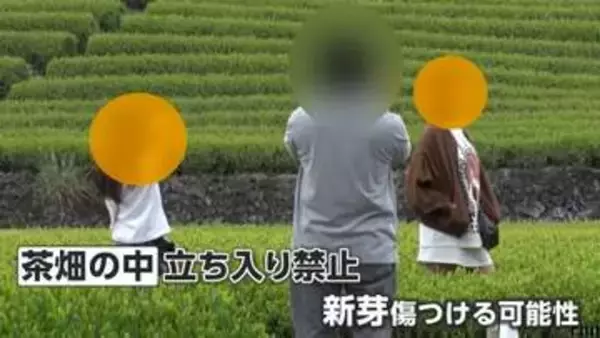 茶畑内に無断立ち入り、落書きやポイ捨ても　絶景スポットの茶園で観光客の迷惑行為　地元住民「ごみがぶん投げてある」