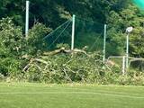 「サッカーグラウンドで小学生の試合中に倒木　7人重軽傷　原因はナラ枯れによる根腐れか　樹木医と警察が実況見分　「枝張りは広がっているが根が腐って太れなかったか」」の画像1