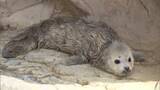 「「かわいい」「毛がふわふわ」ゴマフアザラシの赤ちゃん誕生　“白い天使”は期間限定…生後2週間でゴマ模様に　大分市」の画像1