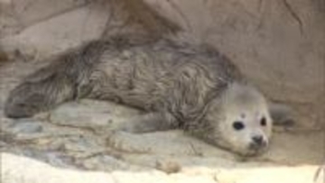 「かわいい」「毛がふわふわ」ゴマフアザラシの赤ちゃん誕生　“白い天使”は期間限定…生後2週間でゴマ模様に　大分市