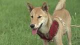 「栗林をクマから守れ！救世主は「犬」　秋田・由利本荘市で被害防止講習会　犬のマーキングを活用した“クマを寄せ付けない対策”に注目」の画像1