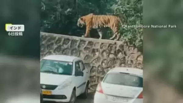“250kgの巨大イノシシ”が中国の街を徘徊「逃げるしかない」スーパーにも侵入　インドでは世界遺産近くの駐車場に“野生のトラ”
