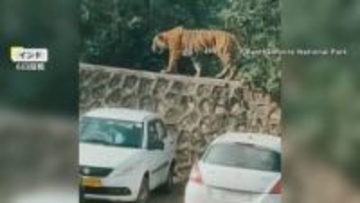 “250kgの巨大イノシシ”が中国の街を徘徊「逃げるしかない」スーパーにも侵入　インドでは世界遺産近くの駐車場に“野生のトラ”