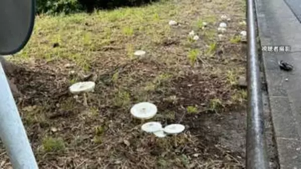 都会の公園で毒キノコ大量発生　食中毒の危険性も　オオシロカラカサタケ「ことしは例年より多い」　大阪府が注意呼びかけ