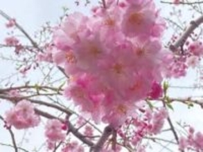 春の山里を彩った多種多様な桜の花…「畑を荒れ地にしないため」コツコツ植えて約200本（島根・浜田市）
