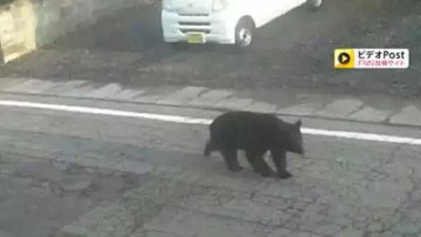 街中で“春グマ”の出没増加　人が襲われる被害も　GW前に観光地も不安　専門家「暖冬で冬眠明け早い」「エサ少なく人里に」