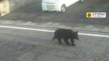 街中で“春グマ”の出没増加　人が襲われる被害も　GW前に観光地も不安　専門家「暖冬で冬眠明け早い」「エサ少なく人里に」