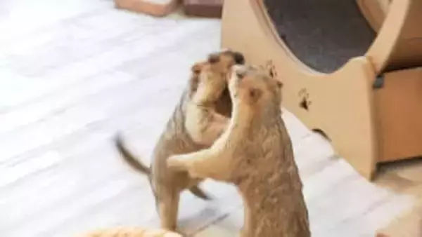 エサと一緒に“チョコ”を食べさせたか…愛らしい姿で人気の「マーモット」専門カフェで命に関わる危険行為「少量でも死に至る可能性」