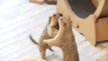 エサと一緒に“チョコ”を食べさせたか…愛らしい姿で人気の「マーモット」専門カフェで命に関わる危険行為「少量でも死に至る可能性」