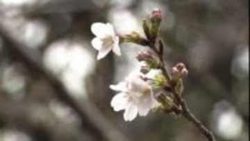 ついに東京都心で桜開花　“標準木”一気に61輪が咲く　満開早まるか…3連休に各地から桜の便り届きそう