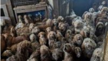 250匹の犬が1軒の家に暮らす「多頭飼育崩壊」　AI生成かと疑われた衝撃写真でイギリス社会に波紋