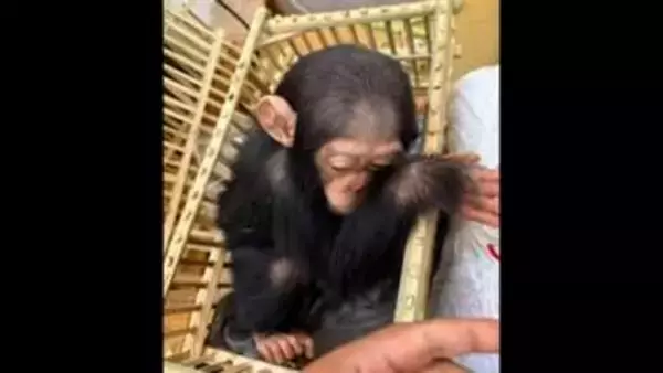 乗客荷物からチンパンジーの赤ちゃん3匹を保護　動物園で治療受けさせる　エジプト・カイロ国際空港