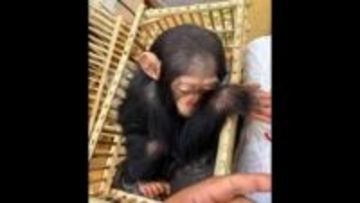 乗客荷物からチンパンジーの赤ちゃん3匹を保護　動物園で治療受けさせる　エジプト・カイロ国際空港