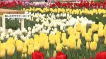 花粉症に似た“隠れインフル”急増「花粉症だと感染しやすい傾向」　チューリップなど見頃に　あす春の陽気も夜は気温急降下で寒暖差に注意