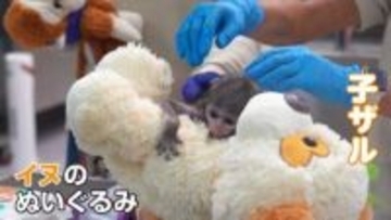 メキシコのパンチ君　母ザルが育児放棄　イヌのぬいぐるみにしがみつく…“本家”は最近“ぬいぐるみ離れ”も