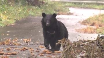 「突然現れたらどうする？」クマへの脅威感じる人が6割　目撃経験は2人に1人　秋田県民アンケートから見えた備えの現在地　専門家が遭遇時の対処法と対策を解説