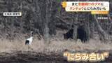 「「出てきた！でかい」冬眠明けのクマと一歩も引かぬにらみ合い　北海道で出没相次ぎ高速横切り、列車横を走る姿も」の画像1