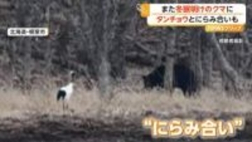 「出てきた！でかい」冬眠明けのクマと一歩も引かぬにらみ合い　北海道で出没相次ぎ高速横切り、列車横を走る姿も