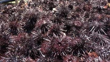 ウニが海藻食べ尽くす「磯焼け」“海の砂漠化”防ごうと250人で780kg超回収も食用には適さず肥料に