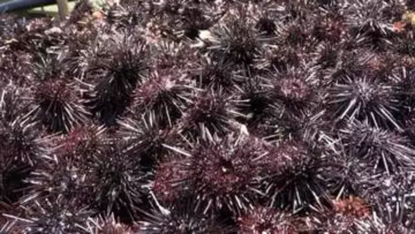 ウニが海藻食べ尽くす「磯焼け」“海の砂漠化”防ごうと250人で780kg超回収も食用には適さず肥料に