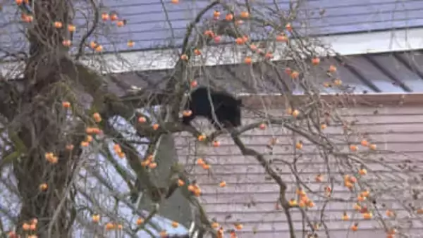 「黒いモノが動いている」クマの出没が各地で相次ぐ　“冬眠シーズン”に目覚めたか…専門家「異常な事態」