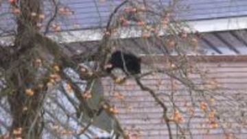 「黒いモノが動いている」クマの出没が各地で相次ぐ　“冬眠シーズン”に目覚めたか…専門家「異常な事態」