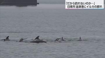 港にイルカの群れ「だから釣れないのか…」10数頭が楽しそうに泳ぎ回る