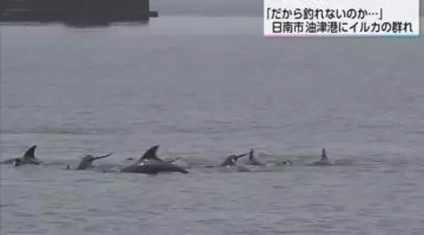 港にイルカの群れ「だから釣れないのか…」10数頭が楽しそうに泳ぎ回る