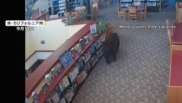 ゴミあさろうと？コンテナが坂道滑り落ちクマぼう然　図書館に現れたクマ　欲しかったのは本ではなくスナック菓子　トルコなど