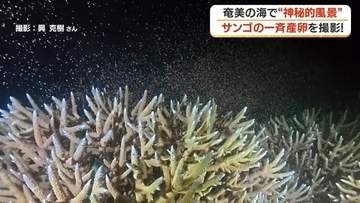 奄美大島の海中でサンゴが一斉産卵　白化被害からの「再生の第一歩」