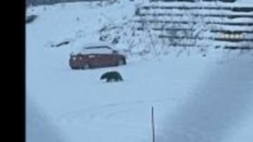 「ギャー」と悲鳴、覆い被さるクマを素手で殴り追い払う　温泉街では雪かき中に78歳男性が襲われ流血　各地で被害相次ぐ