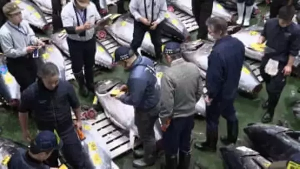 「一番マグロ」今年は243キロが5億円超で競り落とされる、青森県大間産　東京・豊洲市場で初競り