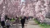「《ふくしま桜紀行2026》喜多方市・日中線しだれ桜　サクラのトンネルとSLと」の画像1