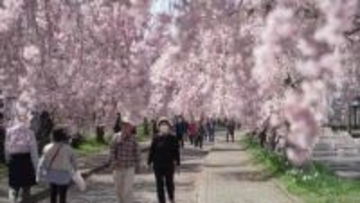 《ふくしま桜紀行2026》喜多方市・日中線しだれ桜　サクラのトンネルとSLと