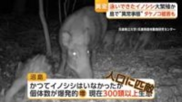 「しまいに“イノシシ村”に」人口300人の島で300頭以上大繁殖　専門家「淡路島から泳いで渡ってきた可能性」　兵庫・南あわじ市