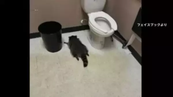 酒店で大暴れ、トイレで酔いつぶれたアライグマが一転ヒーローに　チャリティーグッズ爆売れ…売り上げ4000万円　アメリカ・バージニア州