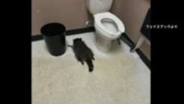 酒店で大暴れ、トイレで酔いつぶれたアライグマが一転ヒーローに　チャリティーグッズ爆売れ…売り上げ4000万円　アメリカ・バージニア州