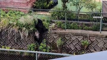 【速報】クマ1頭捕獲も　宇都宮市は10日も市立小・中学校の一斉休校を決定「安全の確認取れるまで万全を期すため」