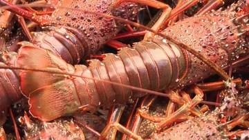 「うっかり密漁」には最大100万円の罰金も　イセエビ漁のシーズンを迎え海保が警戒　違反には重い罰則が