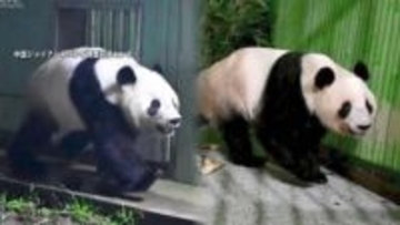 双子パンダ「シャオシャオ」「レイレイ」が中国・四川省に到着…姉「シャンシャン」と母「シンシン」が暮らす施設で検疫