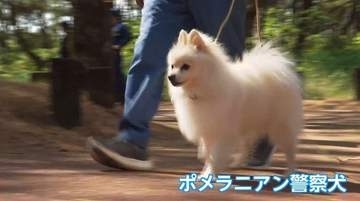 可愛いだけじゃない！ポメラニアン警察犬やミックス犬も活躍　宮崎で警察犬競技会