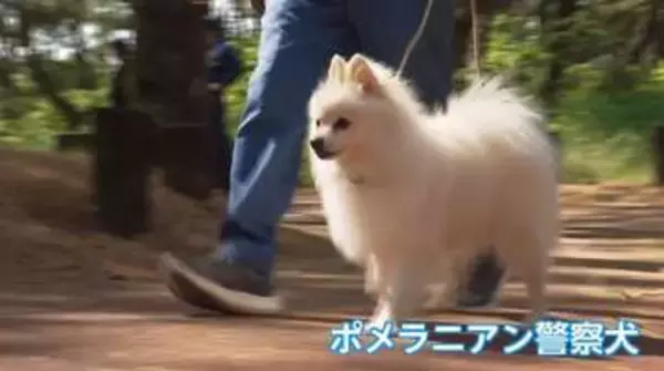 可愛いだけじゃない！ポメラニアン警察犬やミックス犬も活躍　宮崎で警察犬競技会