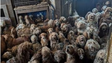 一軒家から264匹 救われた犬の再出発　視力を失い孤独に不安　子どもいない高齢夫婦の「娘」に　施設最後の1匹は　イギリス