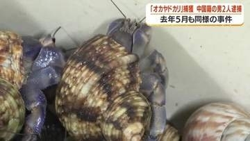 天然記念物のオカヤドカリを100〜200匹無断捕獲　中国籍の男2人を逮捕　「禁止とは知らなかった」
