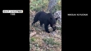 飢えたクマの集落侵入相次ぐ　10人死亡　24時間で12頭駆除された地域も　ロシア