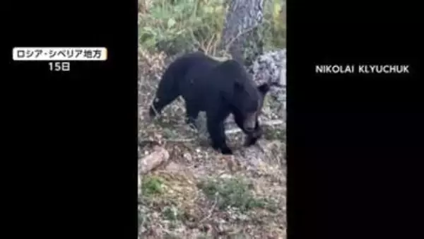 飢えたクマの集落侵入相次ぐ　10人死亡　24時間で12頭駆除された地域も　ロシア