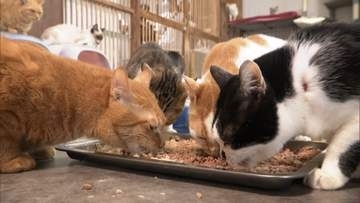増える保護犬・保護猫　飼い主の高齢化で深刻化する“多頭飼育崩壊”　命支える保護団体の“苦悩”